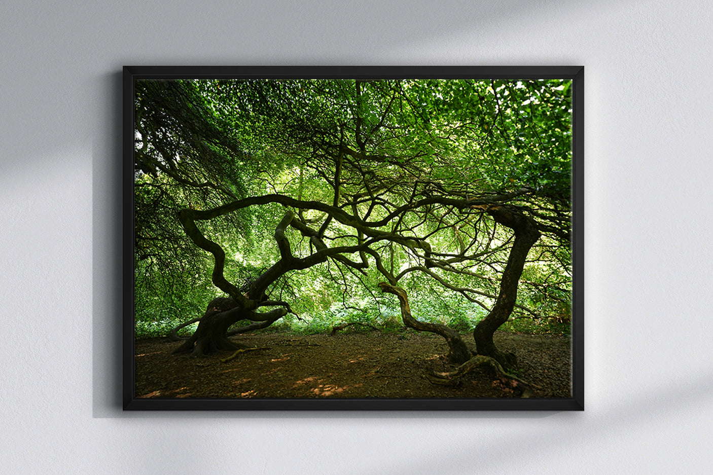 Witchwood - Photography Print