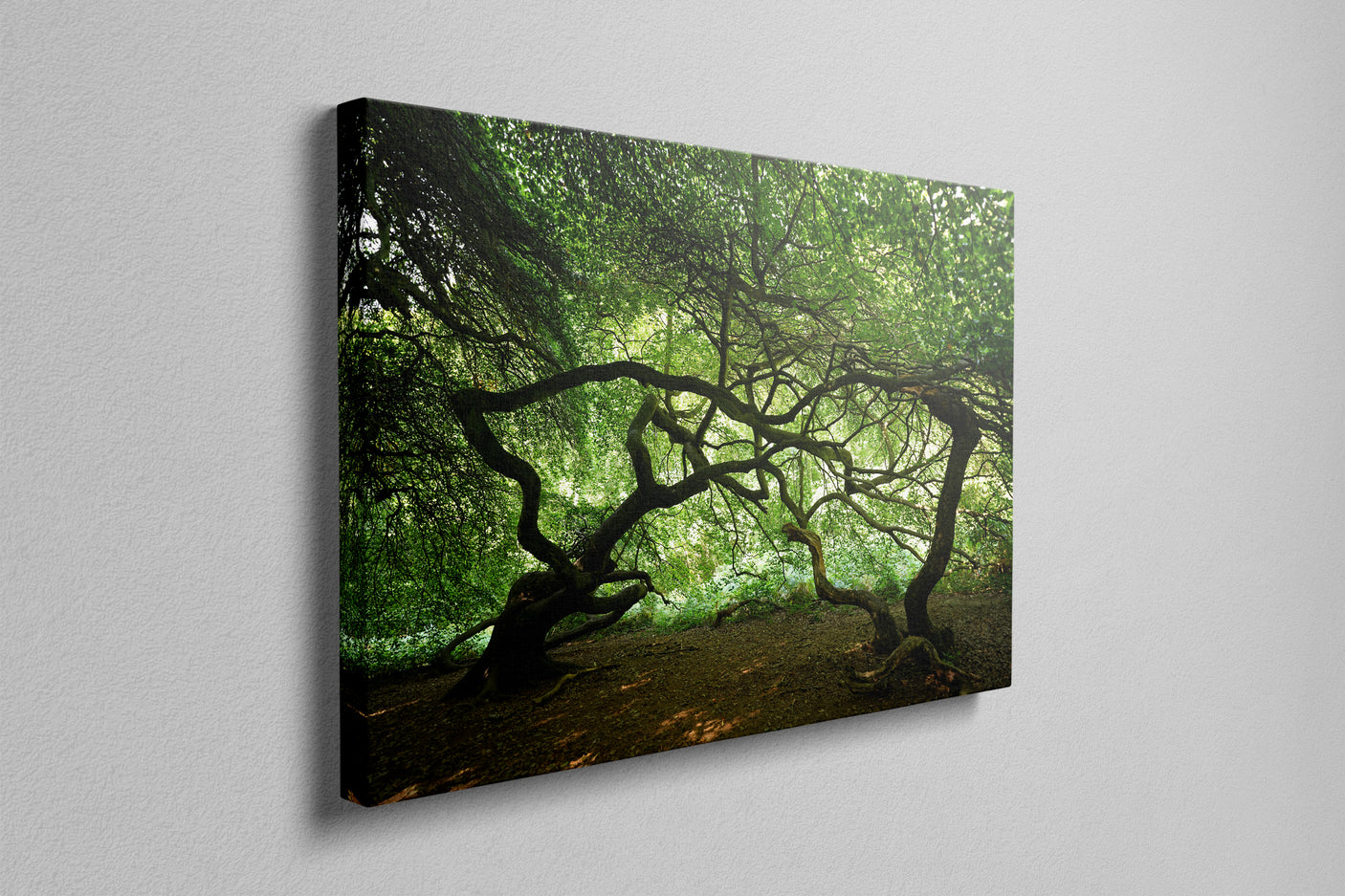 Witchwood - Photography Print