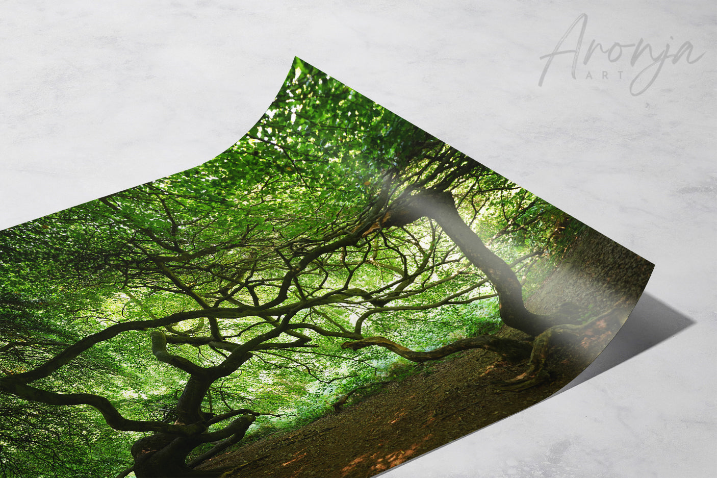 Witchwood - Photography Print