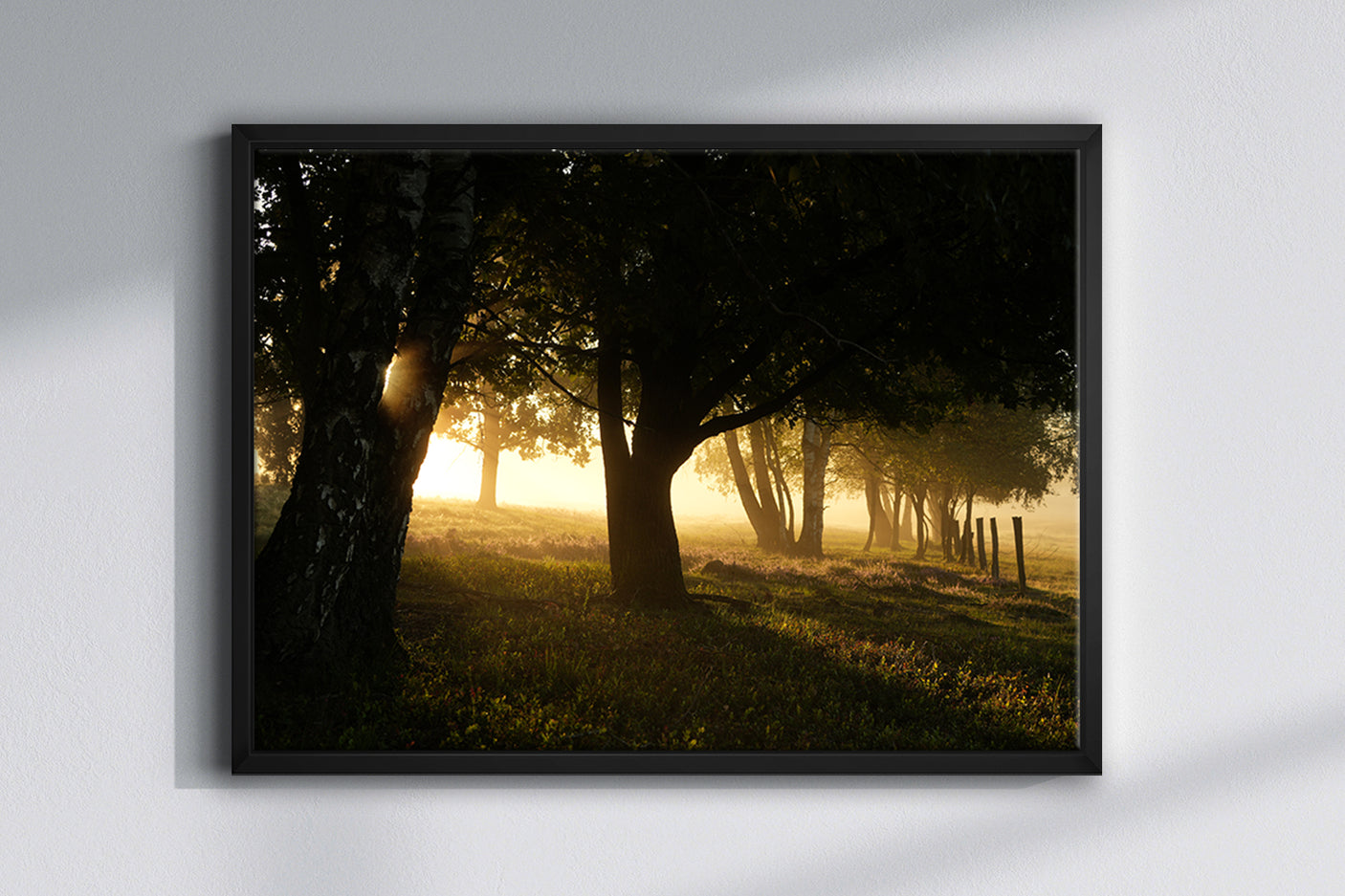 Morning Rays - Photography Print