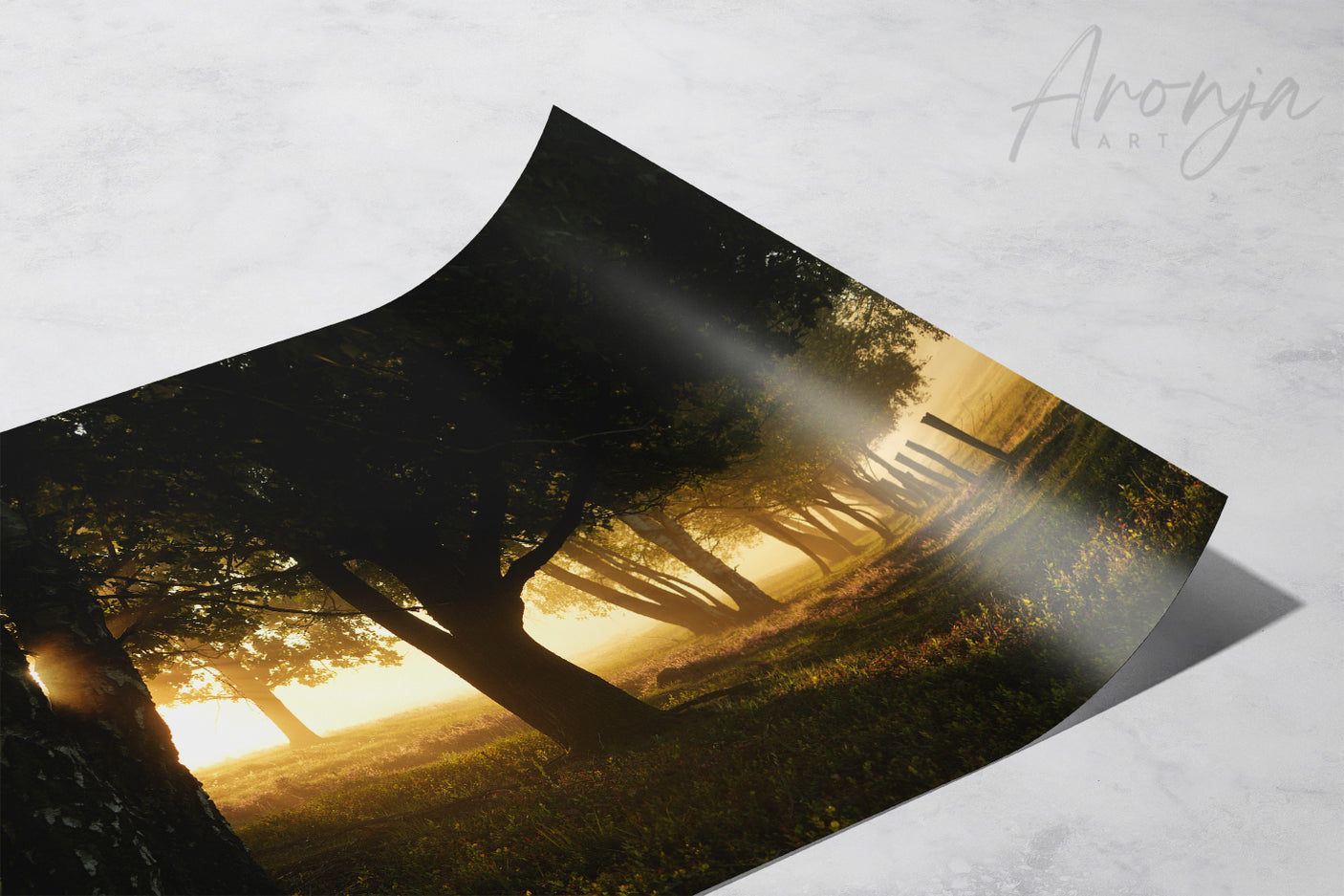 Morning Rays - Photography Print