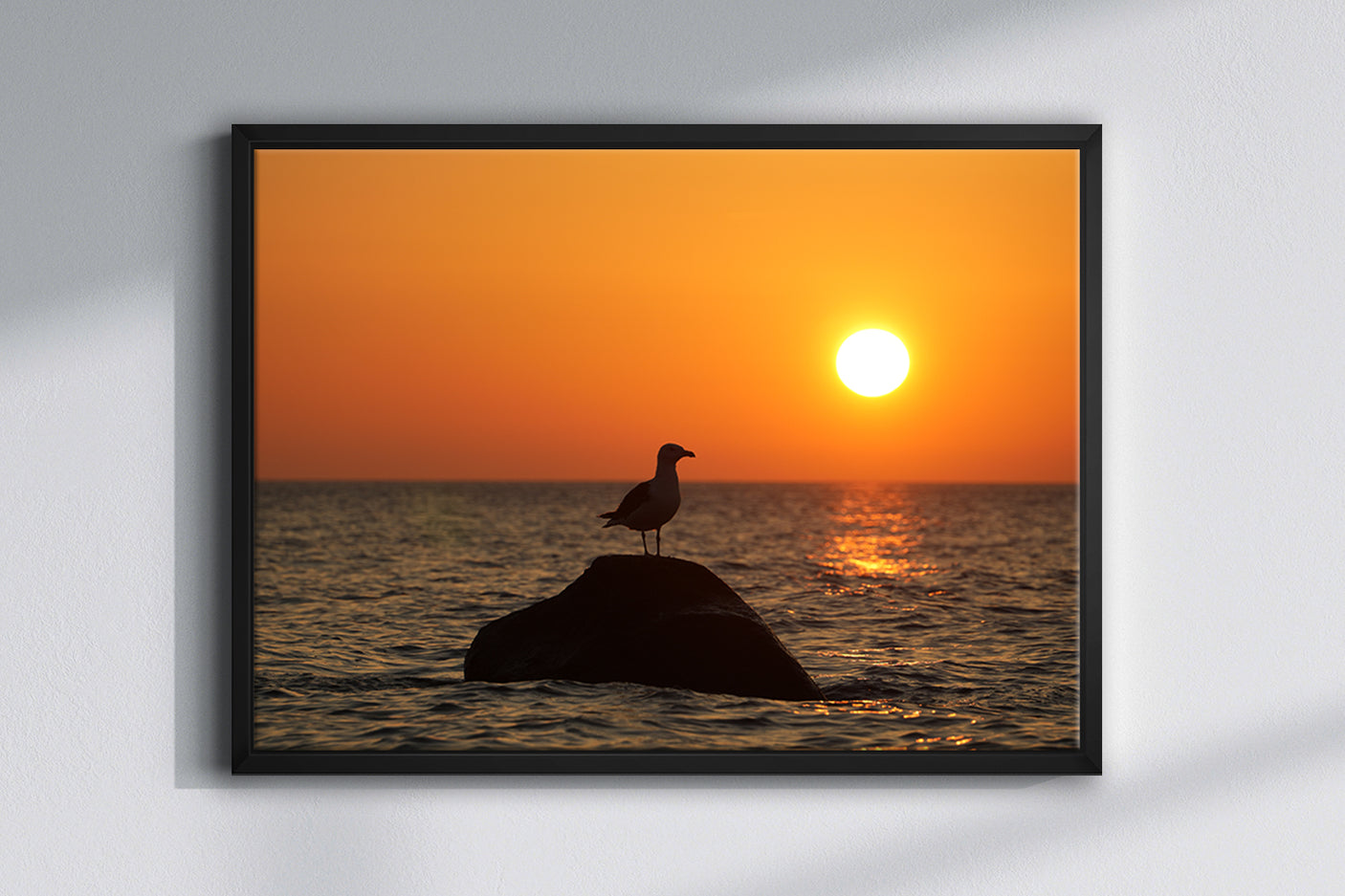 Seagull - Photography Print