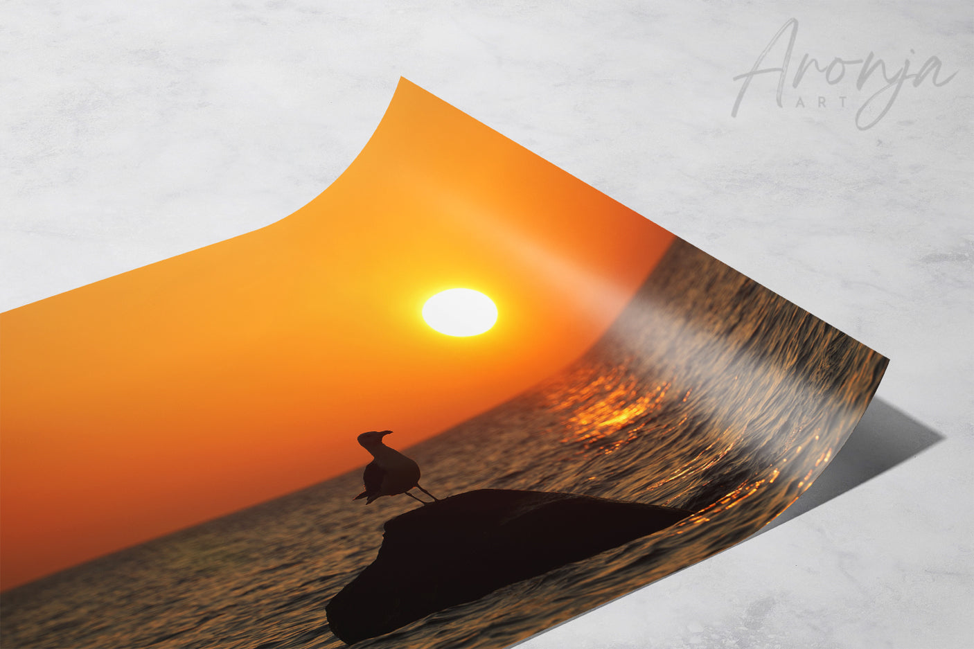 Seagull - Photography Print